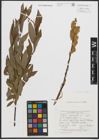 Foto von Salix phylicifolia L. x Salix viminalis L.